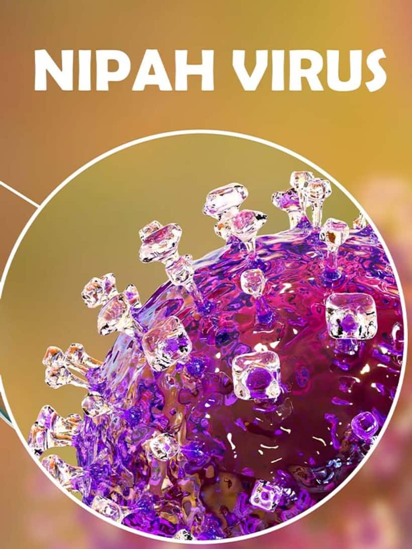 Explained: What is Nipah virus? Know its symptoms, treatment and more