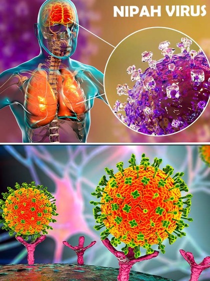 7 ways to prevent Nipah Virus infection