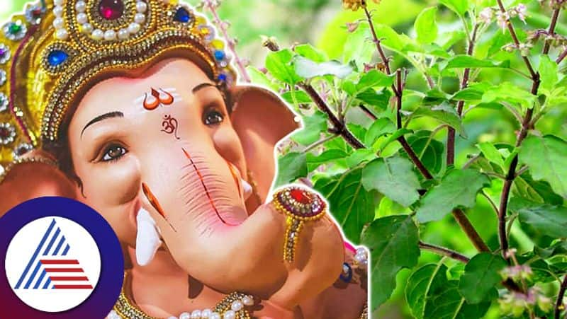 Do not use tulsi for lord Ganesha worship in this festival sum