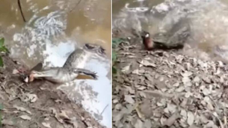 alligator attacked on wounded electric eel both dies video goes viral zrua