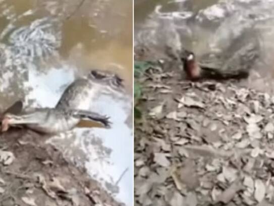 alligator attacked on wounded electric eel both dies video goes viral zrua