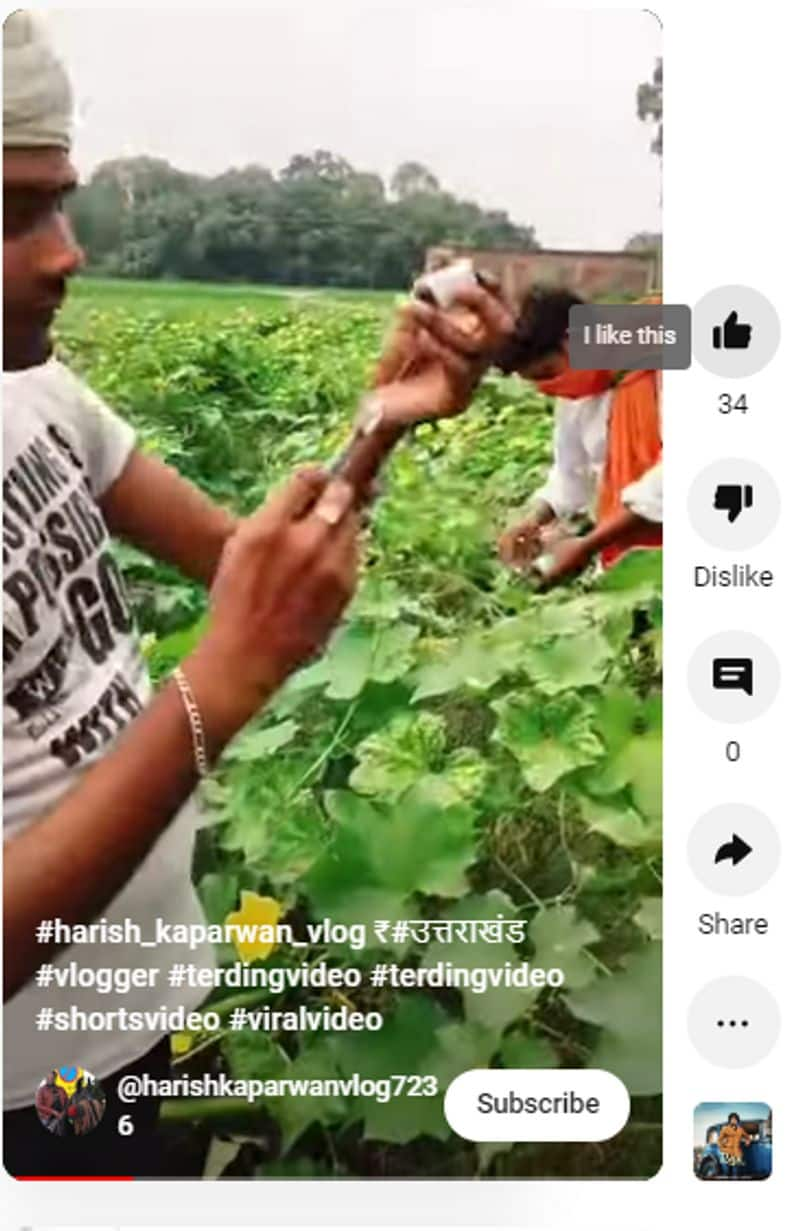 viral clip shows pesticide injecting to vegetables in india but video is not true jje