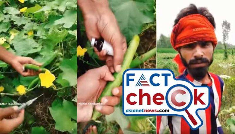 viral clip shows pesticide injecting to vegetables in india but video is not true jje