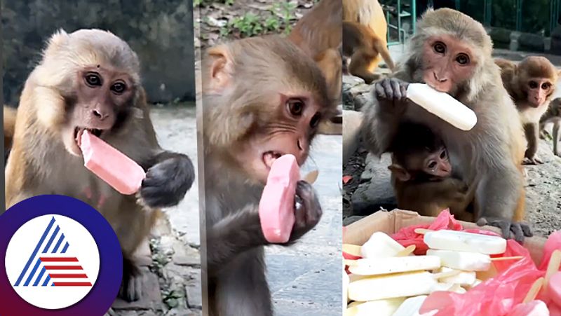 Monkeys Enjoyed Ice Cream Party Watch Viral Video roo