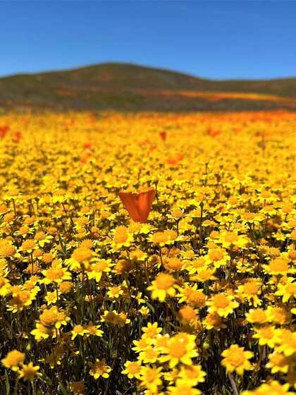 Antelope Valley California Poppy Reserve, USA