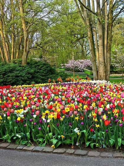 Keukenhof Gardens, Netherlands