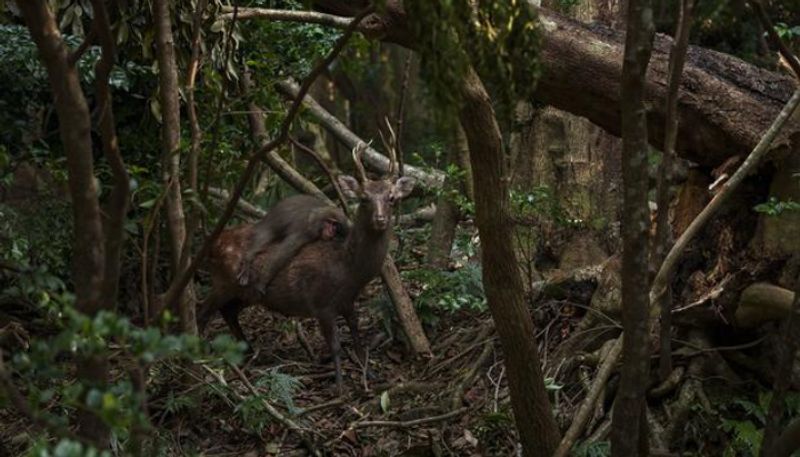 monkey gets a free ride on top of deer photograph selected for Natural History Museum 