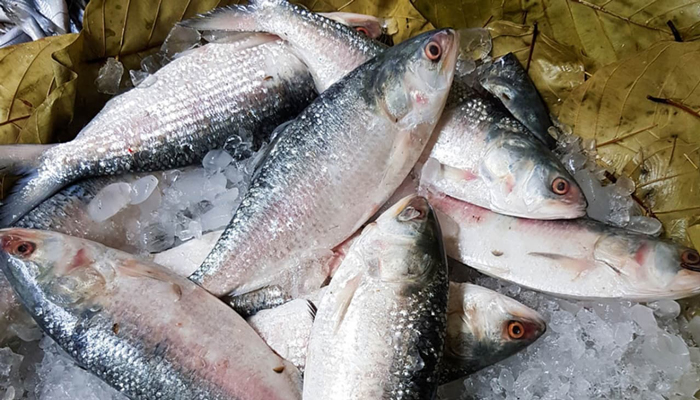 Bangladesh lifts hilsa export ban