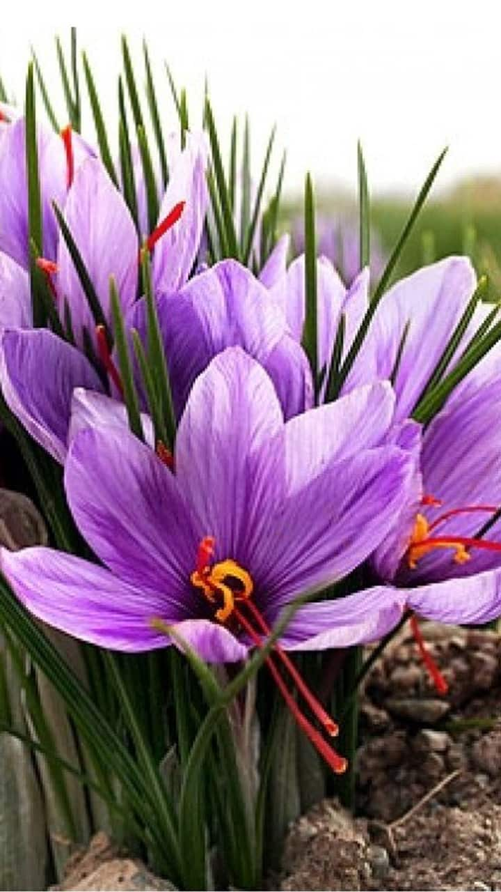 amazing health benefits of saffron in tamil mks