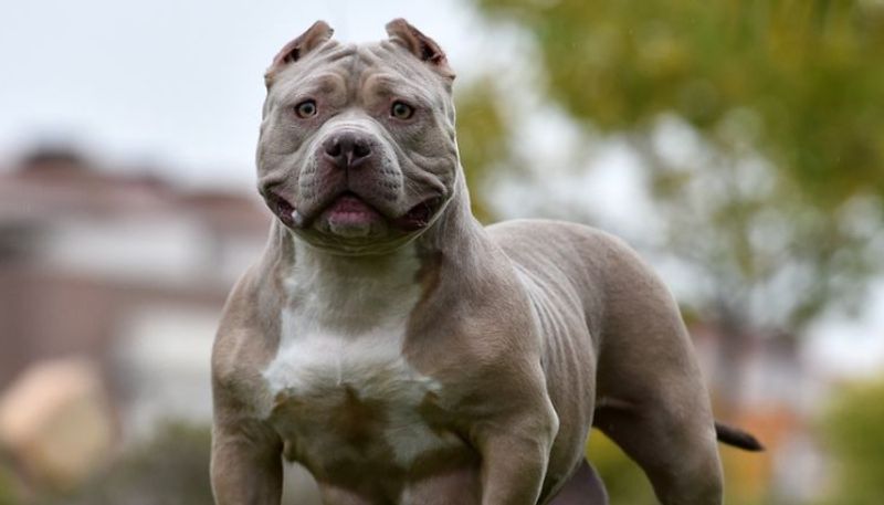 Rishi Sunak orders ban on american bully dog breed in Britain, Here's why