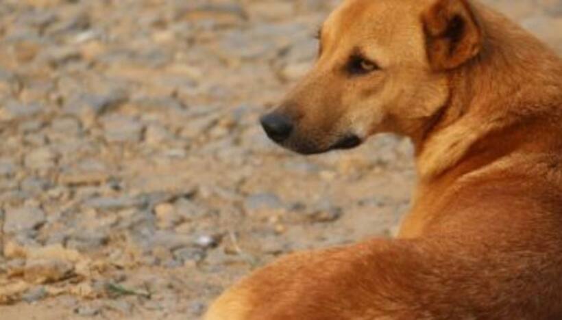 Dog: కుక్క విశ్వాసం.. అడ్డు రావడంతో యాక్సిడెంట్.. మృతుడి తల్లి చేతిలో తల వాల్చి ఆ కుక్క విచారం
