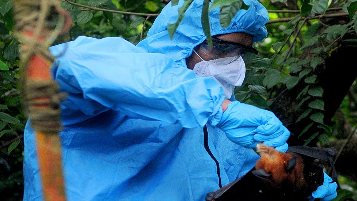 Why is Nipah virus recurring in Kerala? anr