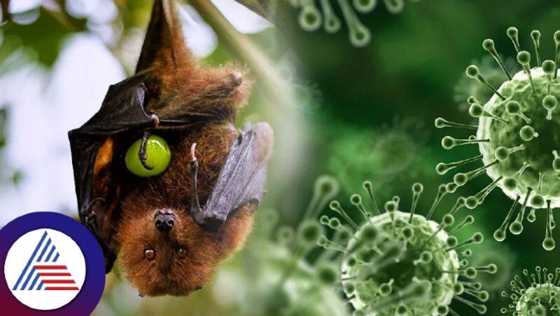 Publication of guidelines regarding Nipah virus symptoms and precautions KAK