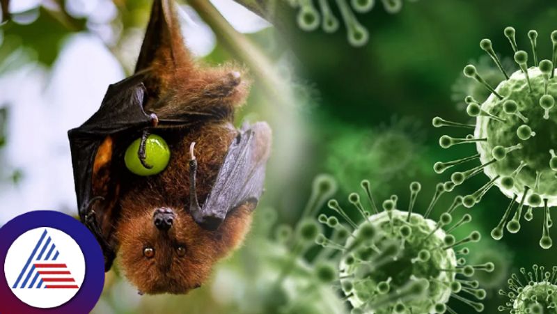 39 Year Old Man Latest To Test Positive For Nipah, Total 6 Cases In Kerala Vin