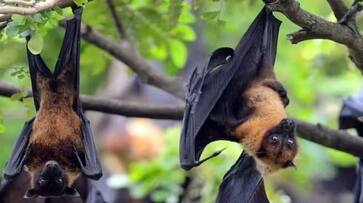 kerala nipah virus latest update over 1080 people in contact list of infected Educational institutions in Kozhikode shut till September 24 zrua