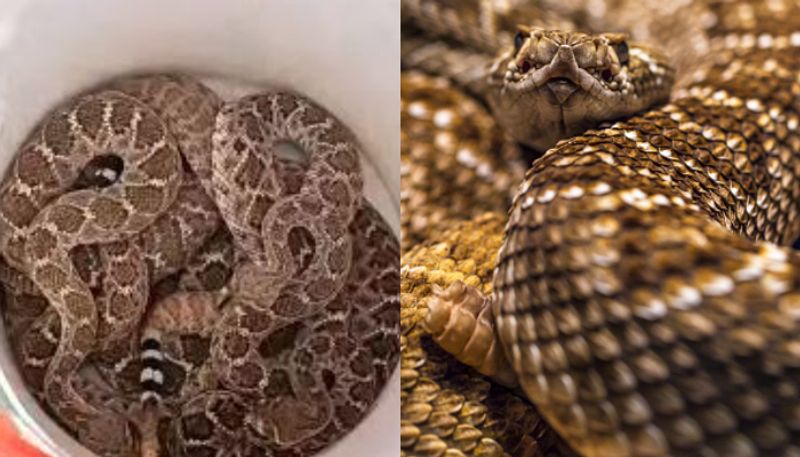 house owner finds rattle snake in garage expert catches 20 snakes and found several shedded skins etj