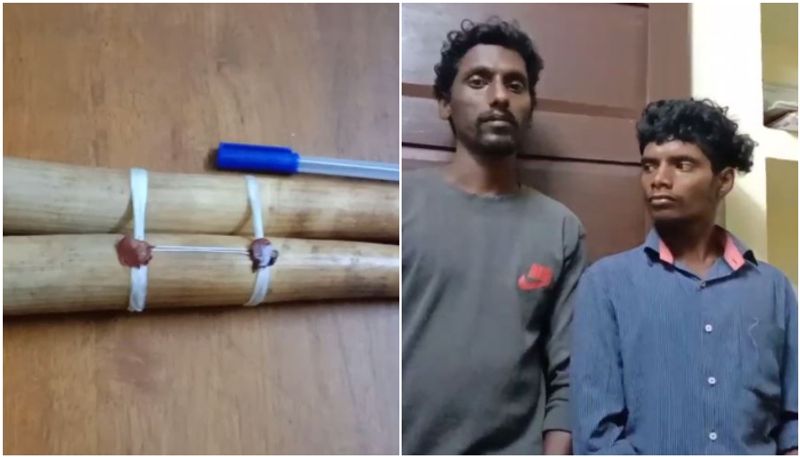 forest department found two ivory tusks two arrested apn 