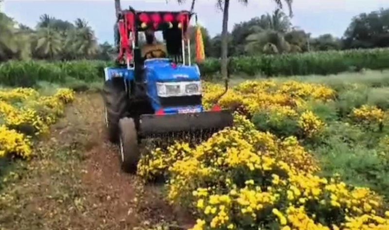 farmer destroys flowers crop at chitradurga due to price decrease gvd