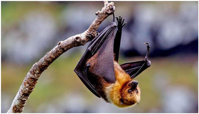 Doubts that Nipah may die in Malappuram; Initial test result positive in Kozhikode