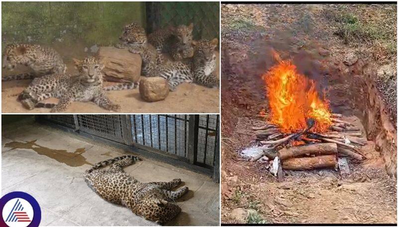 Bengaluru Bannerghatta biological park 7 leopards died due to deadly cat virus sat