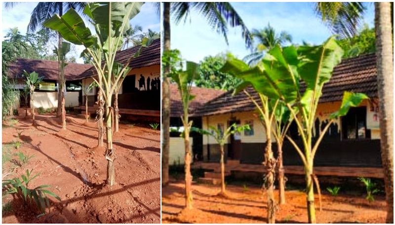 planting banana tree in school yard reason protest against neighbors btb