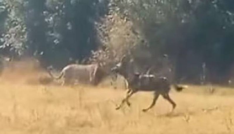 lion chased by wild dogs rlp