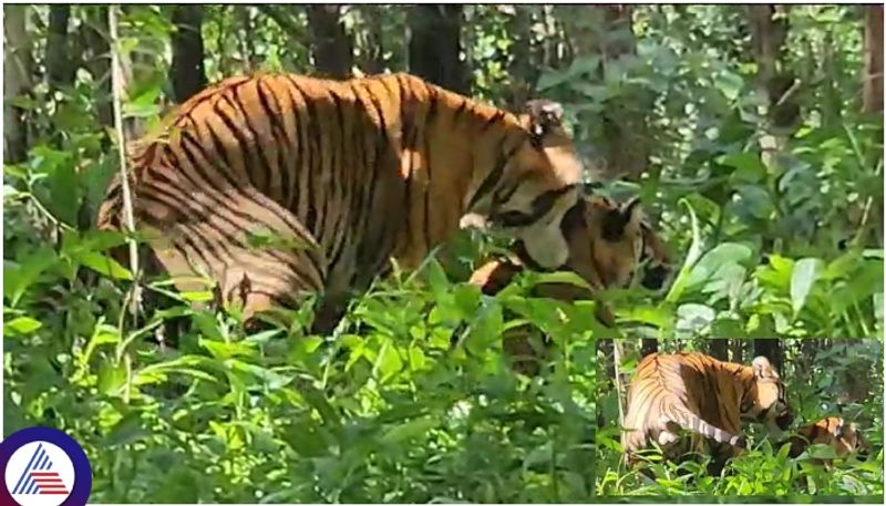 Karnataka tigers mating in Bhadra reserve forest tourists capture scene sat