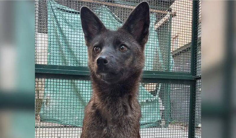 First-ever dog-fox hybrid 'Dogxim' discovered in Brazil dies mysteriously, prompts investigation snt