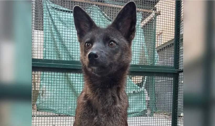 First ever dog fox hybrid 'Dogxim' discovered in Brazil dies mysteriously, prompts investigation