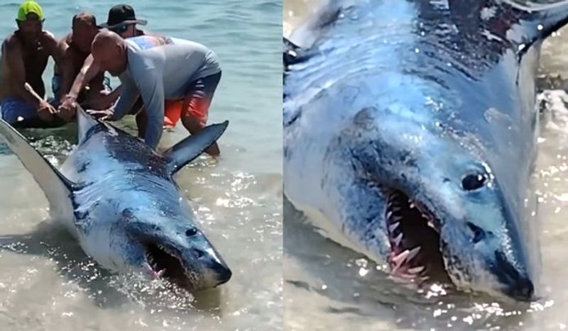 Florida beachgoers rescue stranded giant mako shark WATCH