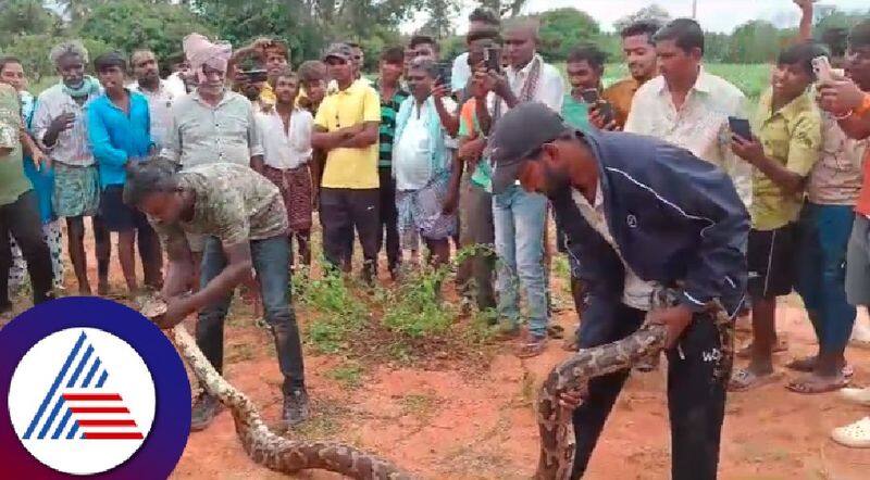 The python that tried to swallow the goat caused panic among the villagers at tumakuru rav