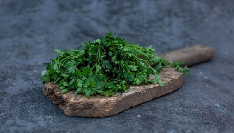 health benefits of having Coriander leaves azn 