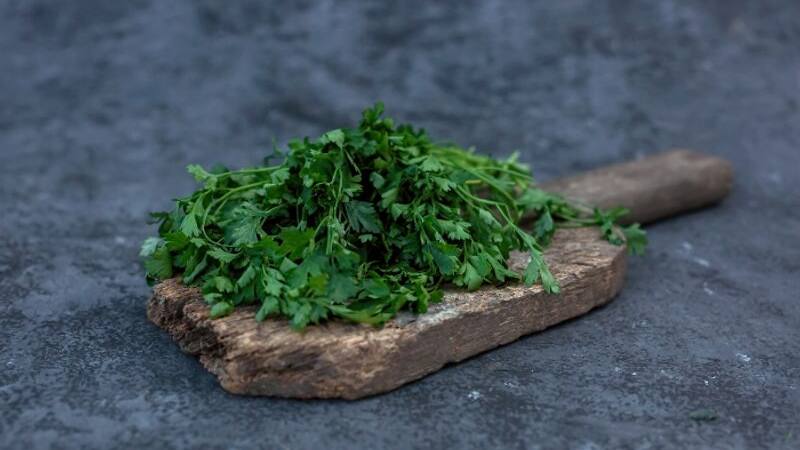 coriander leaves