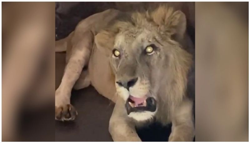 Man Mauled to death by lion after entering enclousure in Tirupati zoo park lns