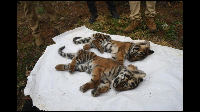 Three more tiger cubs found dead in the Nilgiris vel