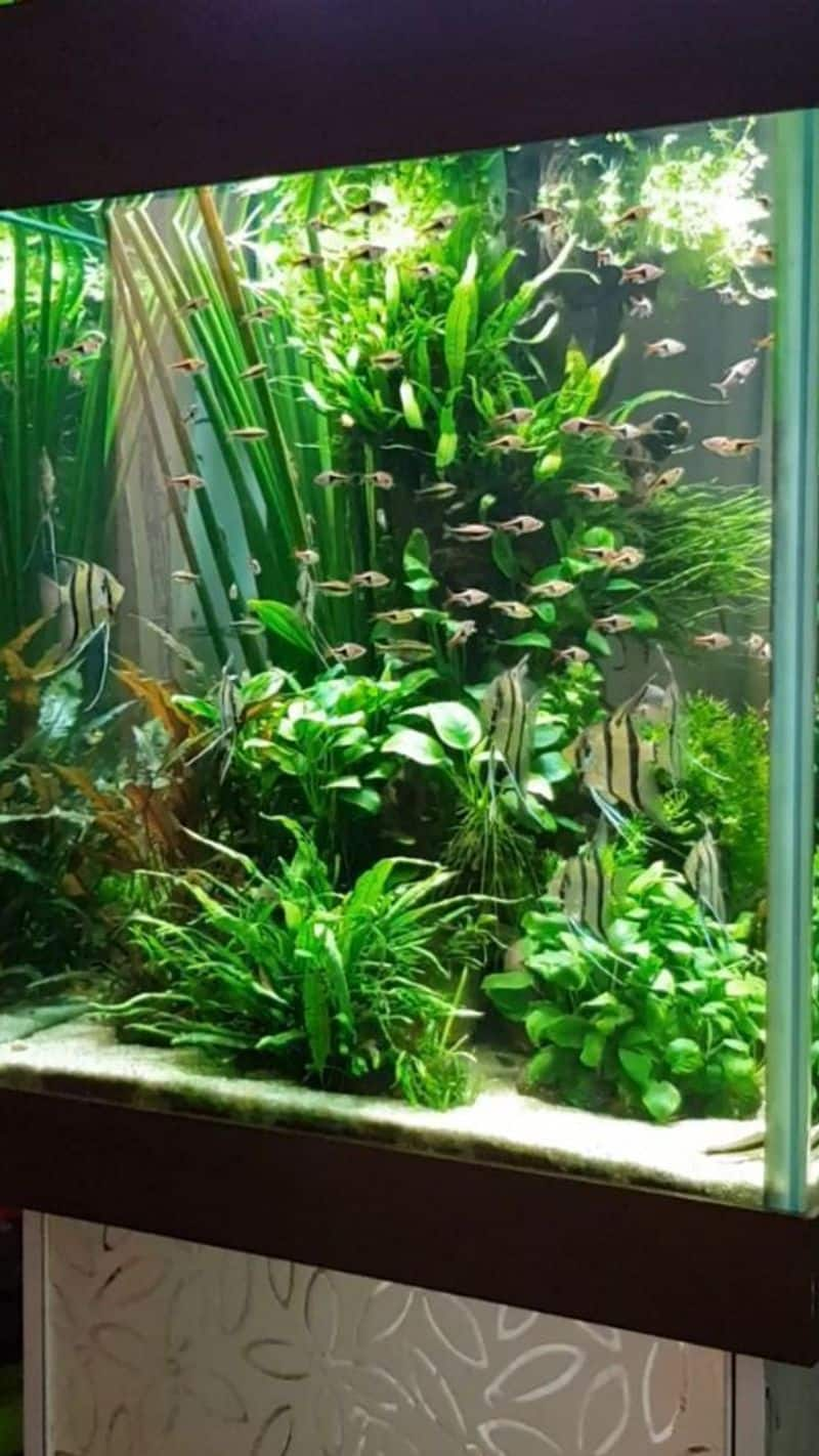 benefits of keeping fish aquarium at home know vastu tips kxa 