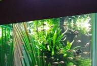 benefits of keeping fish aquarium at home know vastu tips kxa 