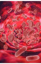 Foods to Increase Hemoglobin Levels Naturally