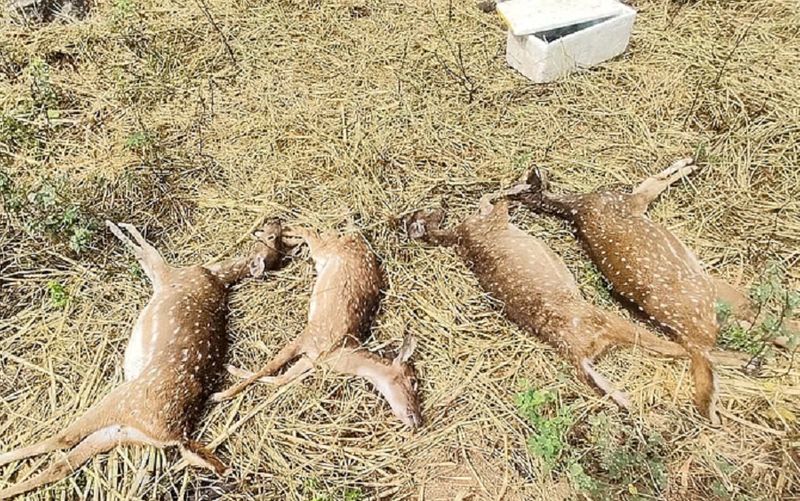 Again 6 Deer Dies in  Bannerghatta National Park in Bengaluru grg