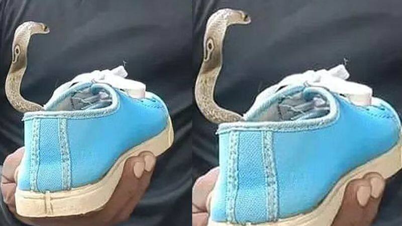 snake inside a college student shoe tvk