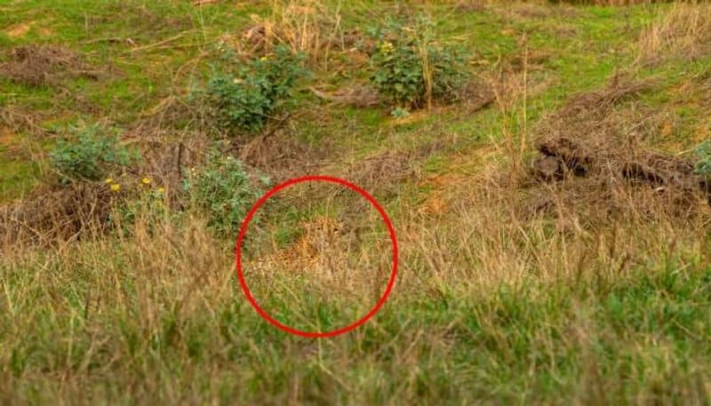 spot the wild leopard optical illusion image rlp