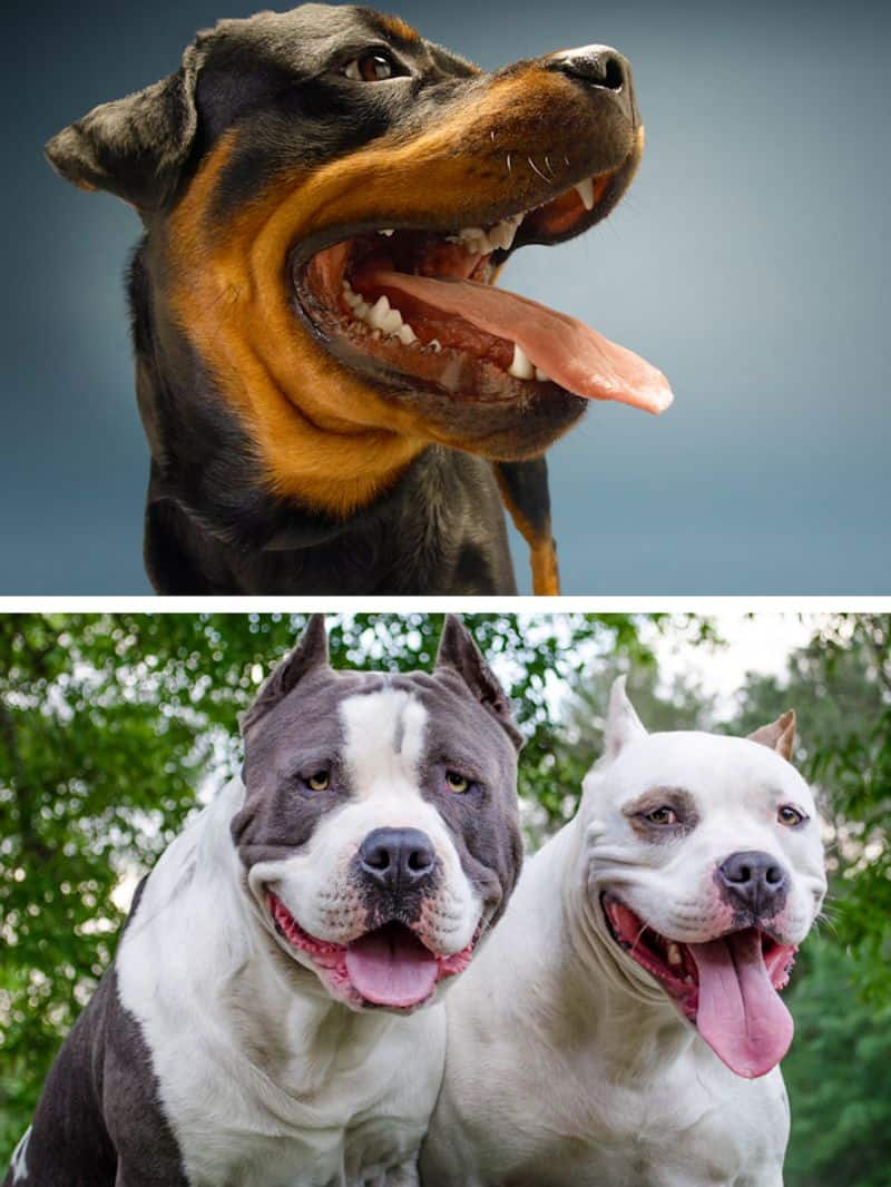 Rottweiler to Pit Bull-7 Scariest Dog Breeds in the World RBA