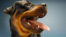 Rottweiler to Pit Bull-7 Scariest Dog Breeds in the World RBA