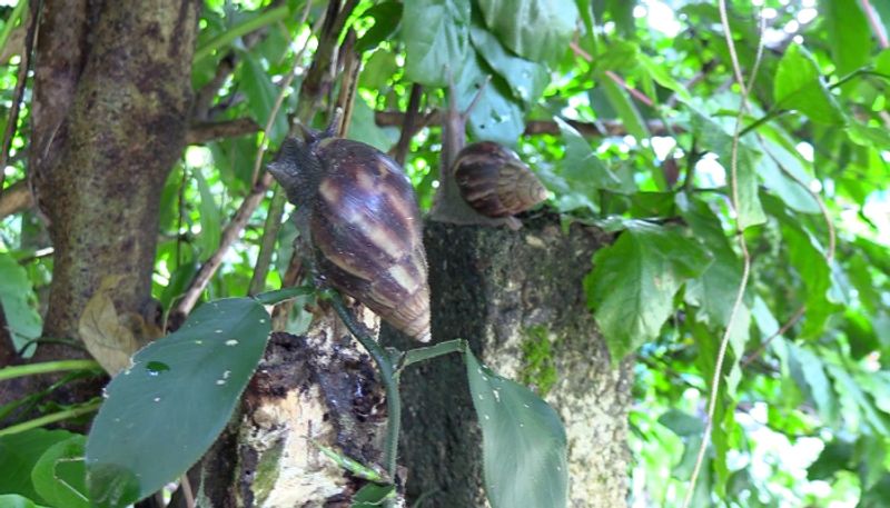 Giant African Land Snail destroys crops and houses in Kothamangalam horror experience for localites etj