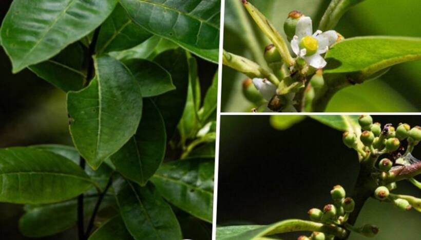 Found after 186 years! A tree thought extinct in 1838 reemerges in Brazilian city nearly two centuries later