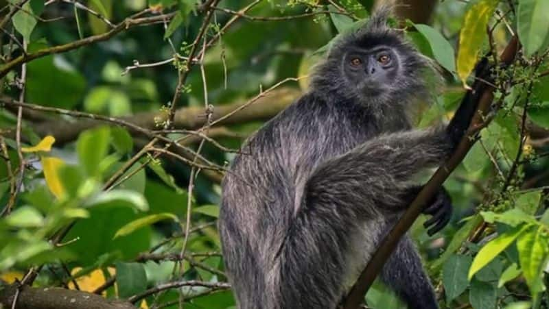 A Silvered Langur monkey has been discovered in Singapore for the first time dee