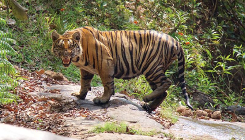 tiger safari park chakkitapara perambra SSM