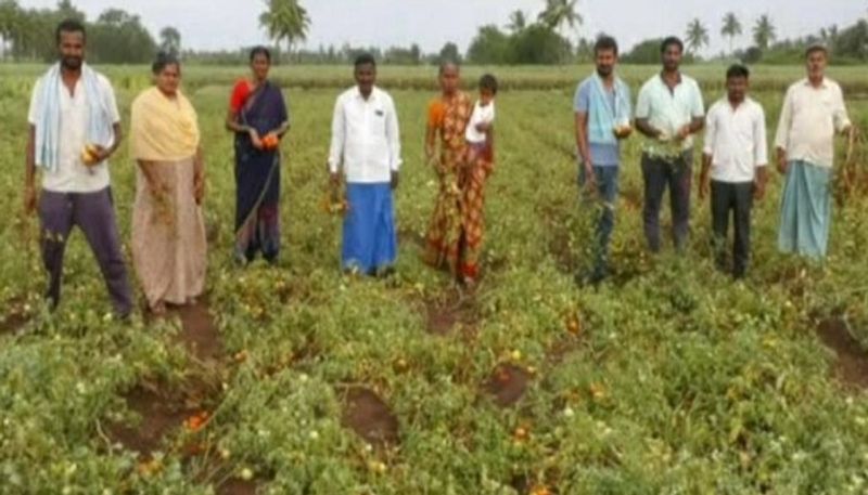 Farmers Faces Problems for Tomato Price Decreased in Bagalkot grg