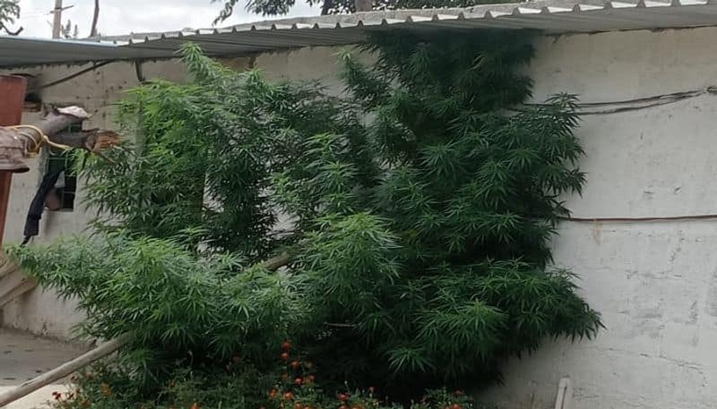 Marijuana Plant Seized at Doddaballapur in Bengaluru Rural grg 