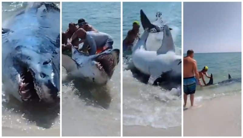 video of sending the shark back to the sea in an adventurous way BKG 